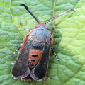 Sesiidae