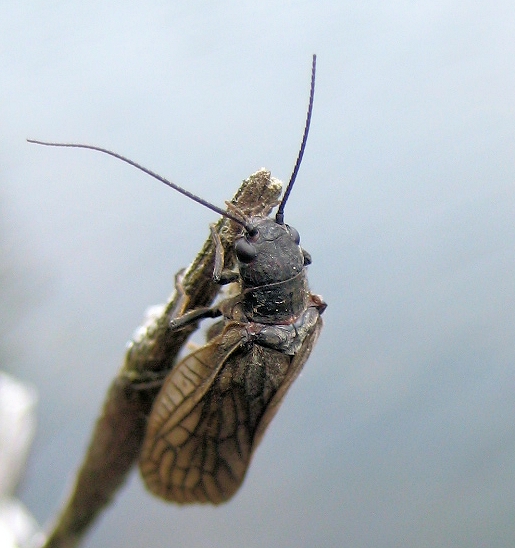 Genus Sialis (Holarctic Alderflies)