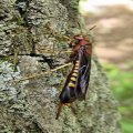 Siricidae
