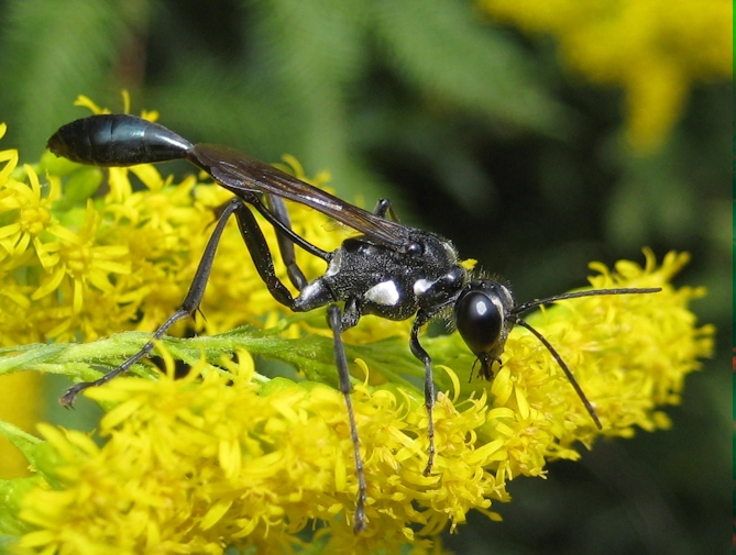 Eremnophila aureonotata (Gold-marked Thread-waisted Wasp)