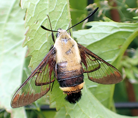 Hemaris diffinis (Snowberry Clearwing)
