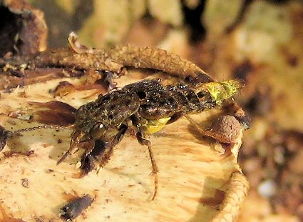 Leistotrophus cingulatus (Gold-and-brown Rove Beetle)