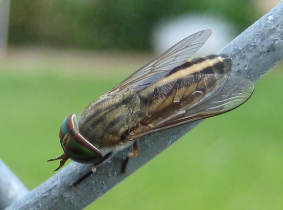 Genus Tabanus (True Horse Flies)