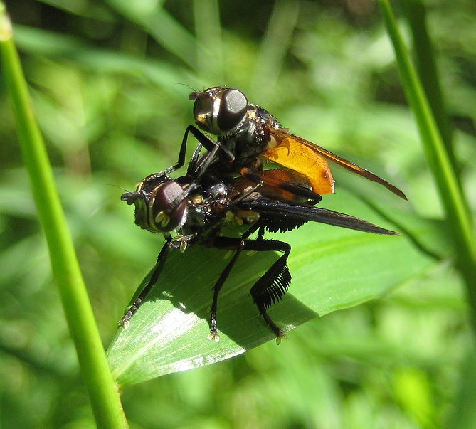 Trichopoda pennipes (Swift Feather-legged Fly)