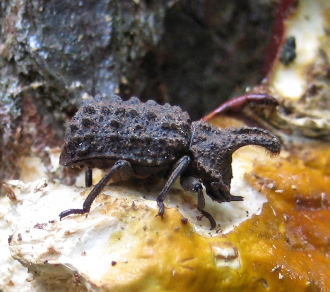 Bolitotherus cornutus (Forked Fungus Beetle)