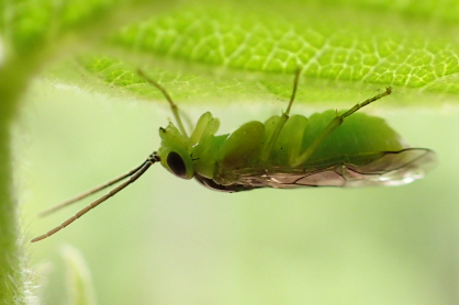 Family Tenthredinidae (Common Sawflies)