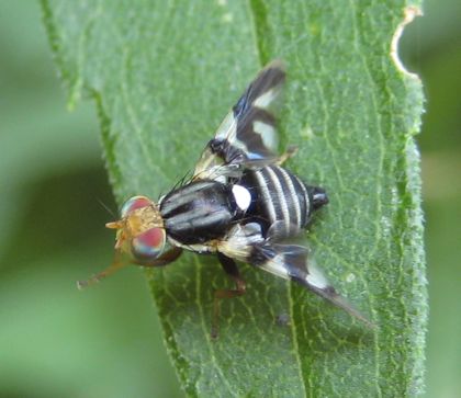 Genus Rhagoletis