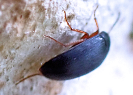 Eustrophopsis bicolor
