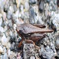 Tetrigidae
