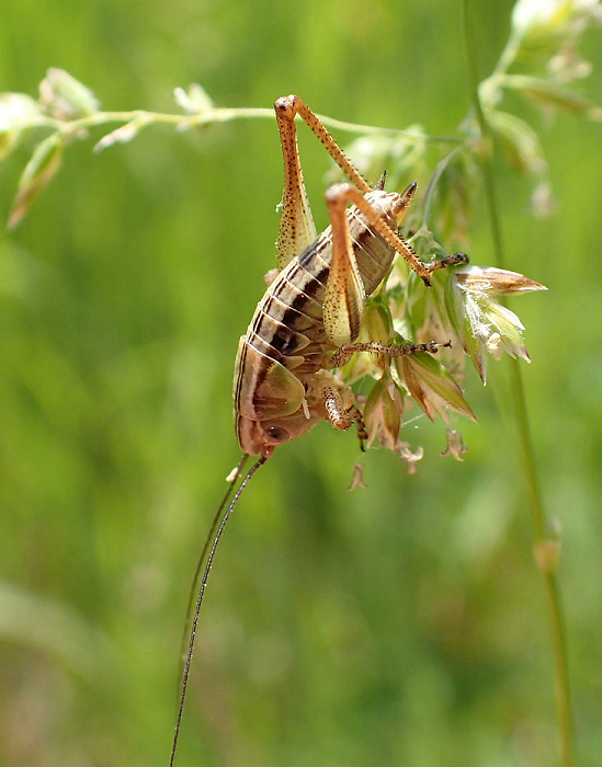 Roeseliana roeselii (Roesel's Bush-cricket)