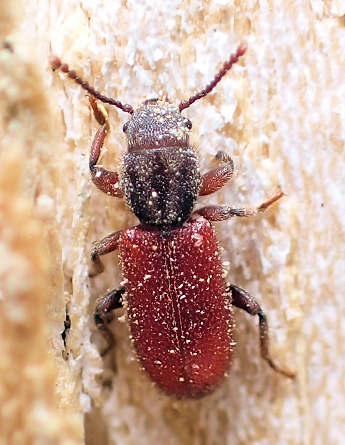 Zenodosus sanguineus (Blood-colored Checkered Beetle)