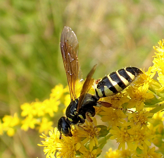 Genus Myzinum (New World Banded Thynnid Wasps)