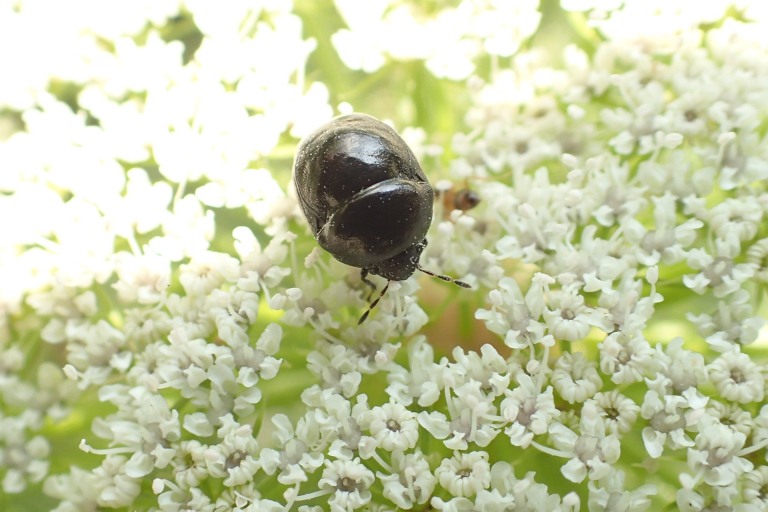Family Thyreocoridae (Ebony Bugs)