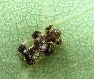 Family Tingidae (Lace Bugs)