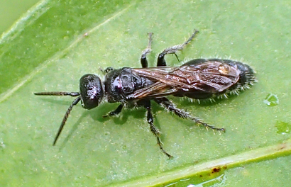 Genus Tiphia