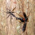 Tipulidae