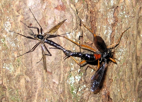 Tanyptera dorsalis (Antlered Crane Fly)