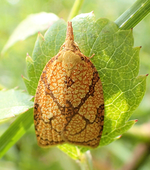 Cenopis reticulatana (Reticulated Fruitworm Moth)