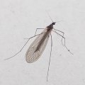Trichoceridae