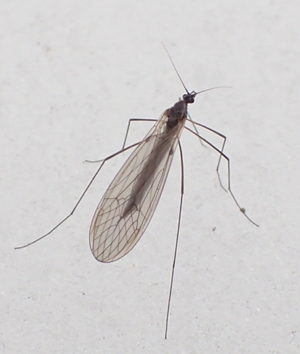 Family Trichoceridae (Winter Crane Flies)