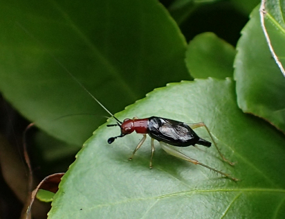Phyllopalpus pulchellus (Red-headed Bush Cricket)