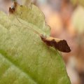 Uenoidae