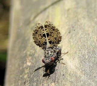 Callopistromyia annulipes (Peacock Fly)