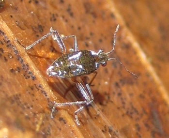 Family Veliidae (Ripple Bugs)