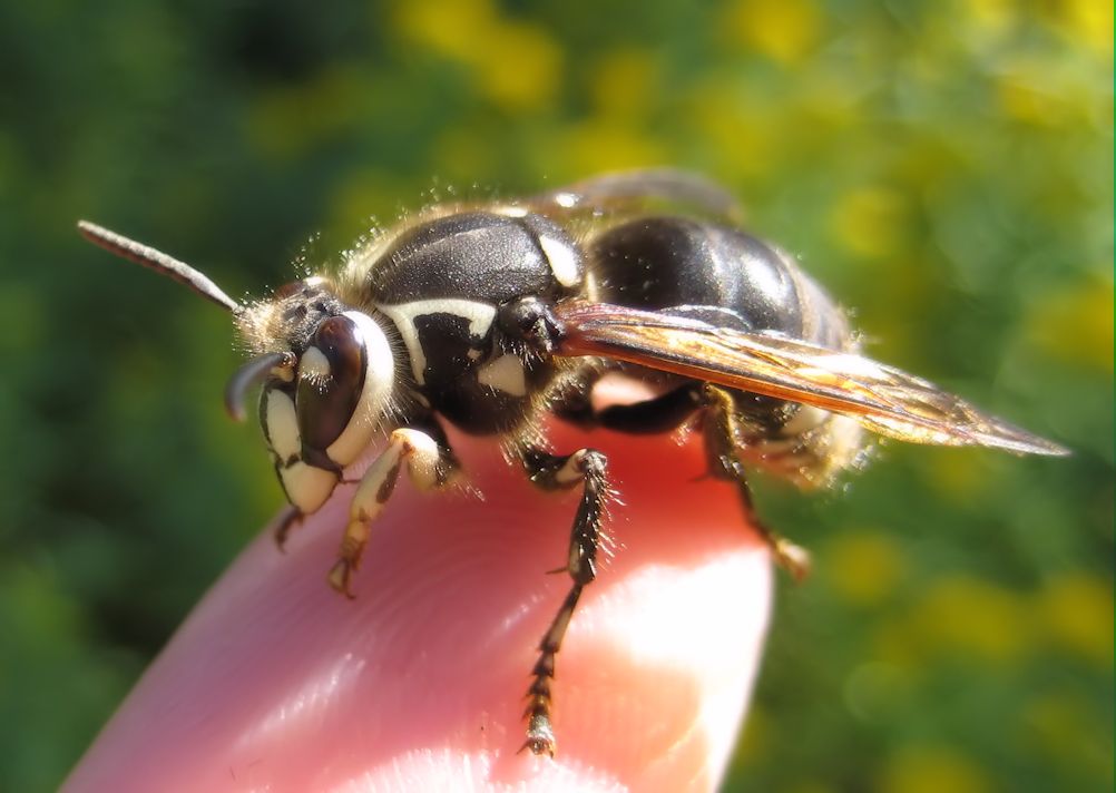 Dolichovespula maculata (Bald-faced Hornet)