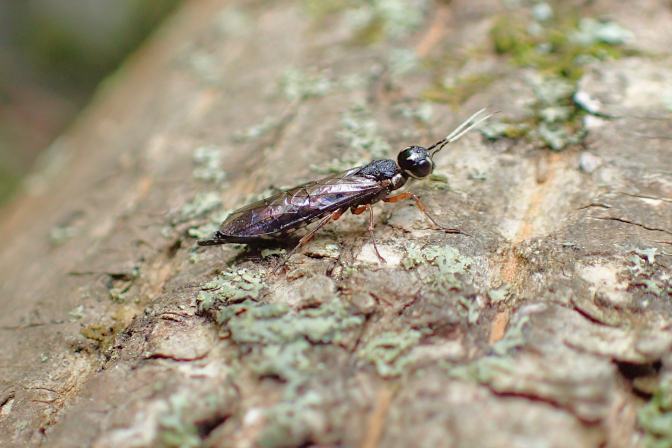 Xiphydria maculata