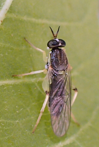Solva pallipes