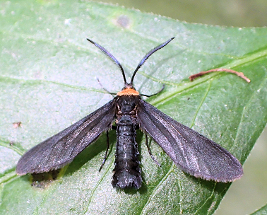 Harrisina americana (Grapeleaf Skeletonizer)