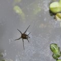 Gerridae