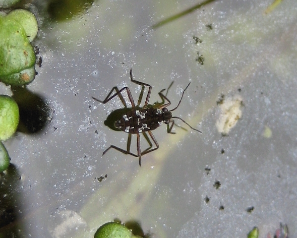 Family Veliidae (Ripple Bugs)