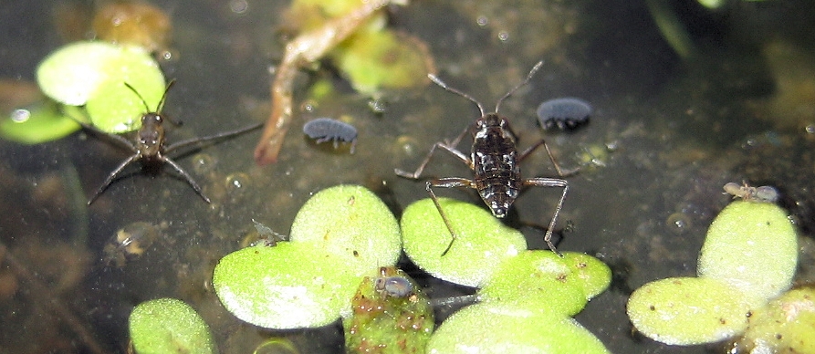 Family Veliidae (Ripple Bugs)
