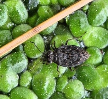Family Saldidae (Shore Bugs)