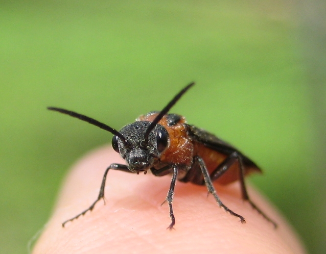Genus Dolerus