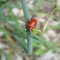 Lilioceris lilii