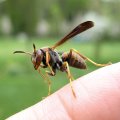 Polistes fuscatus
