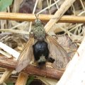 Epalpus signifer