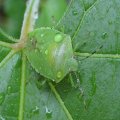 Chinavia hilaris