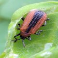 Odontota dorsalis