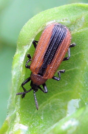 Odontota dorsalis (Locust Leaf-miner Beetle)