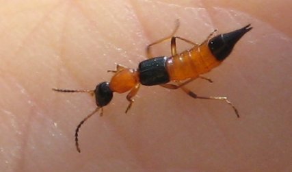 Paederus littorarius (Shore Rove Beetle)