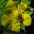 Toxomerus marginatus