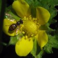 Toxomerus marginatus