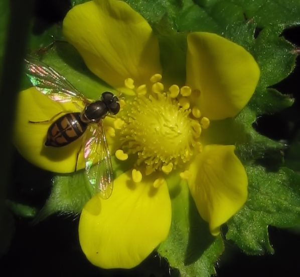 Toxomerus marginatus (Margined Calligrapher Fly)