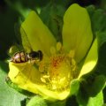 Toxomerus marginatus
