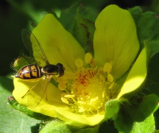 Toxomerus marginatus (Margined Calligrapher Fly)