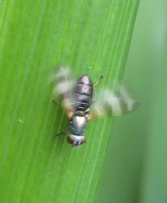 Genus Chaetopsis (Banded-wing Flies)